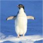 pengnuin
