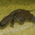 Platypus333